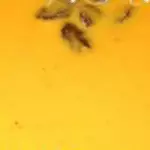 Carrot Kheer Recipe